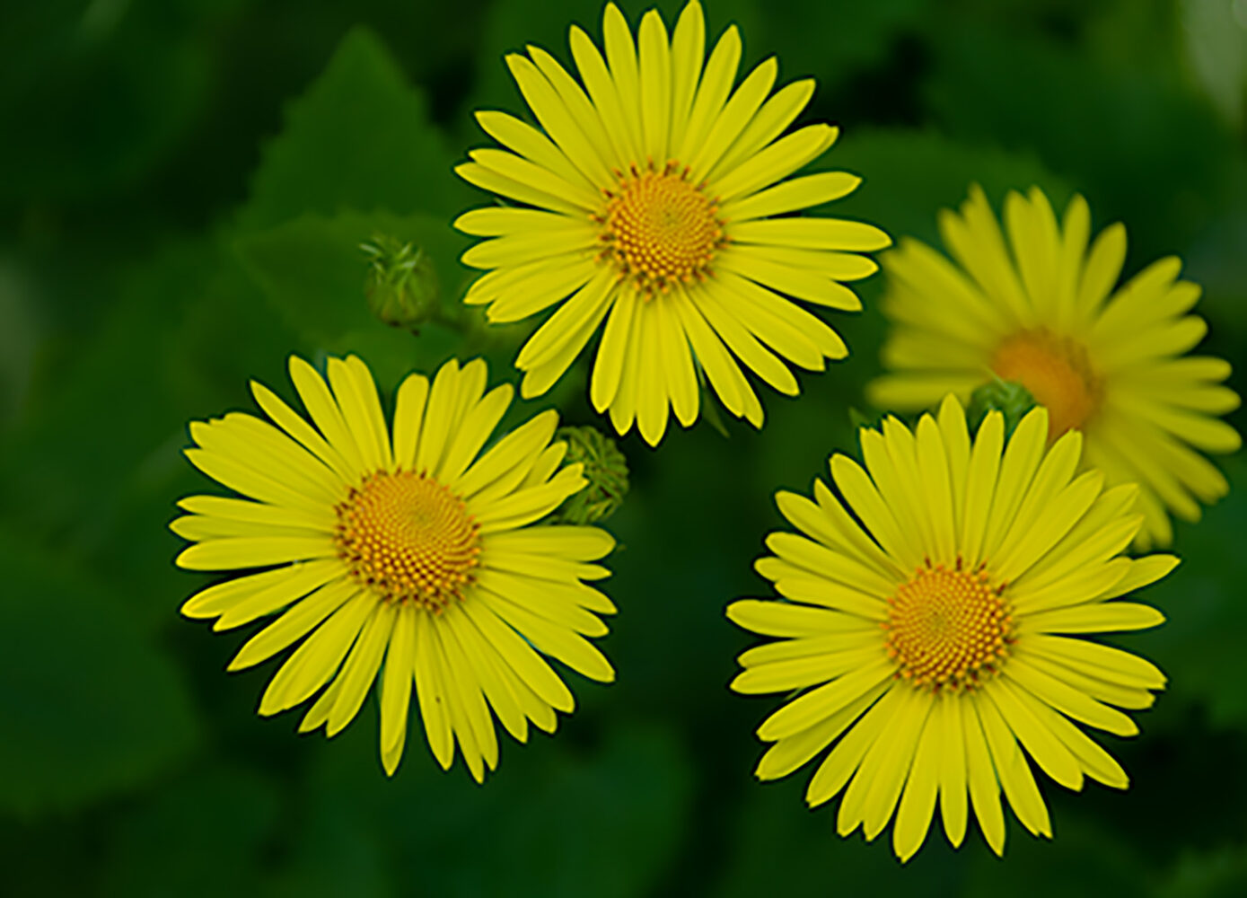 neljä keltaista, päivänkakkaraa muistuttavaa kukkaa