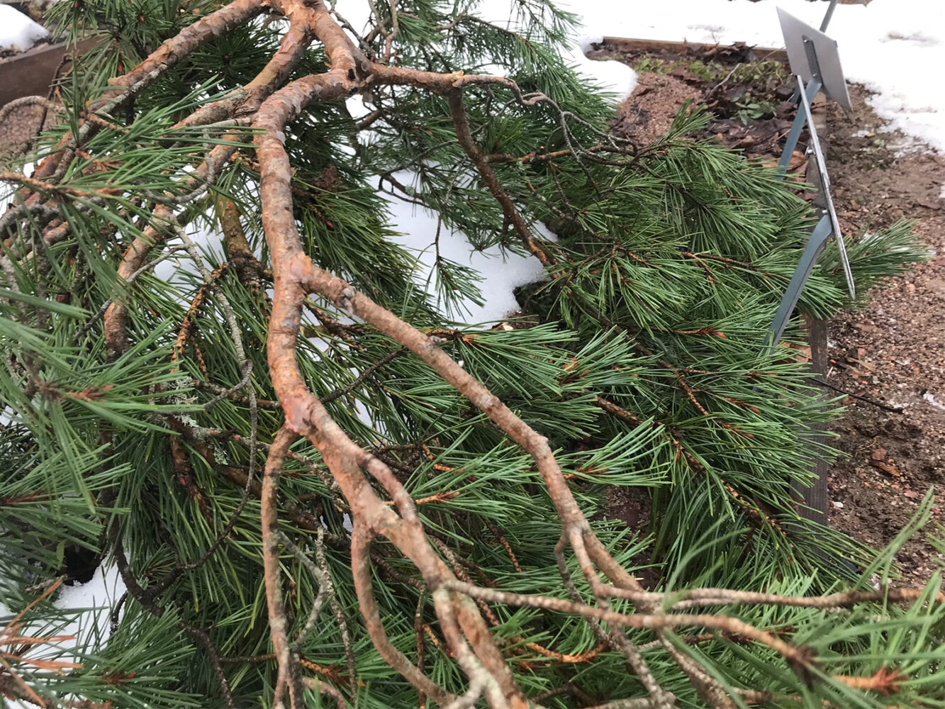 Männynoksia maassa, joka on osittain lumen peittämä.