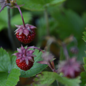 Punaisia, kypsiä mansikoita ja mansikanlehtiä.