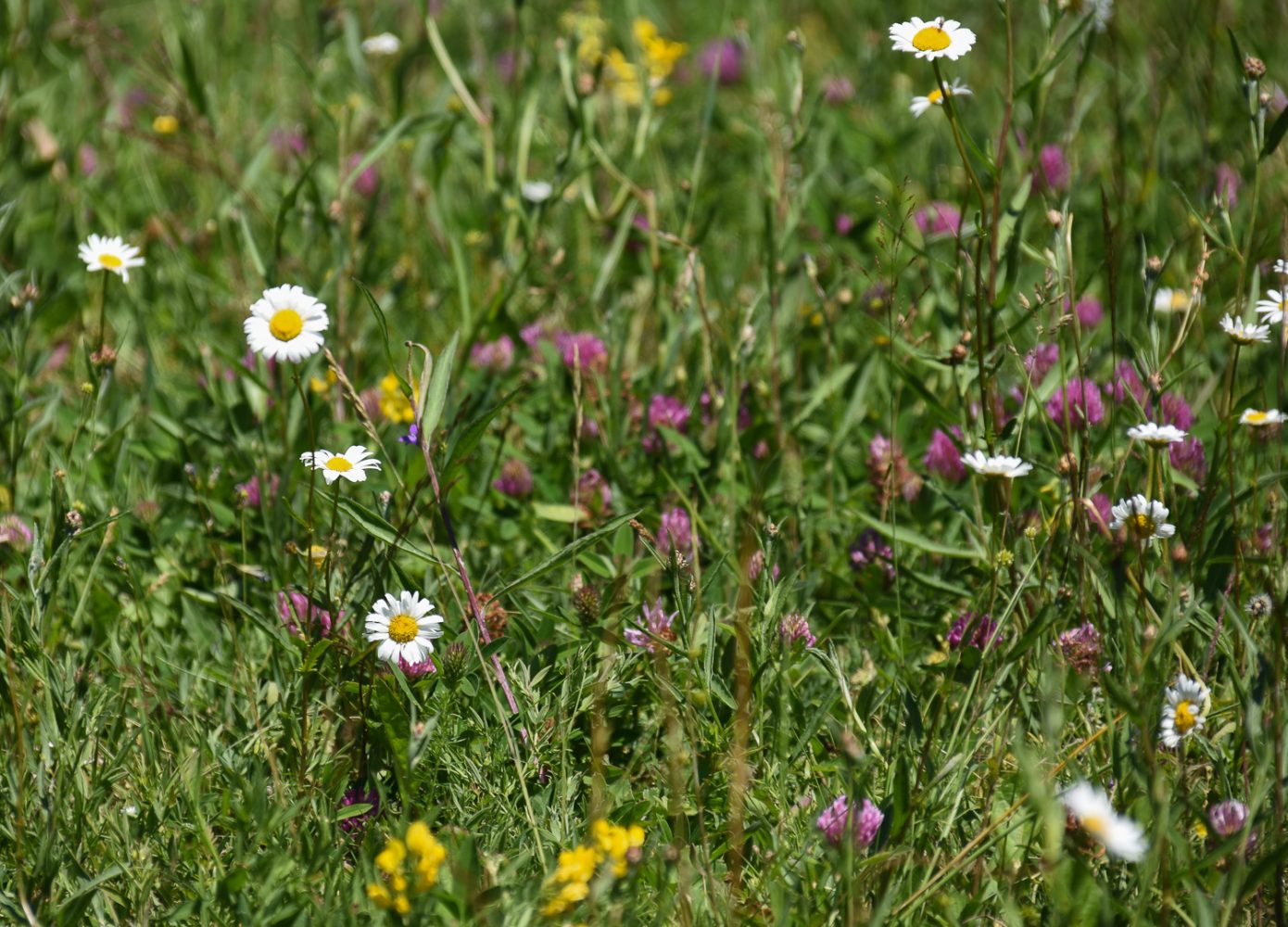 Kukkiva luonnonniitty, jossa päivänkakkaroita, apilaa ja muita niittykasveja eri kukintavaiheissa.